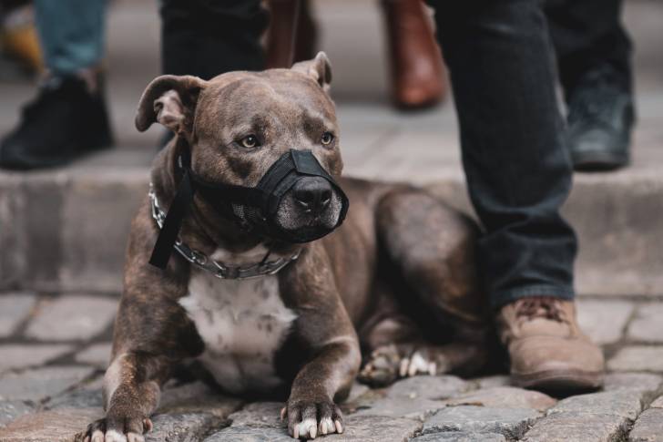 Un Pitbull allongé au bord d'un trottoir et muselé