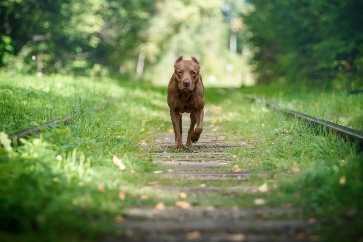 Un Pitbull qui se promène sur une ancienne voie ferrée 