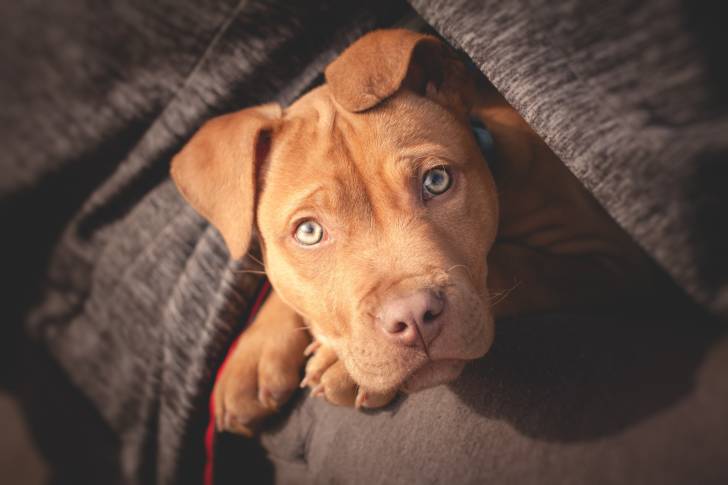 Un Pitbull aux yeux clairs caché sous un plaid