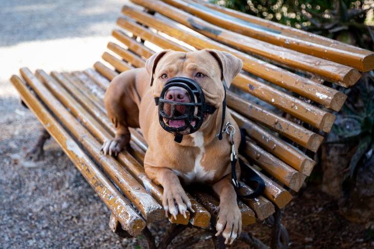 Un Pitbull Red Nose allongé et muselé sur un banc en bois