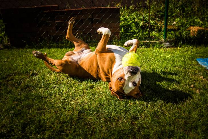 Un Pitbull en train de se rouler dans l'herbe avec une balle dans la gueule