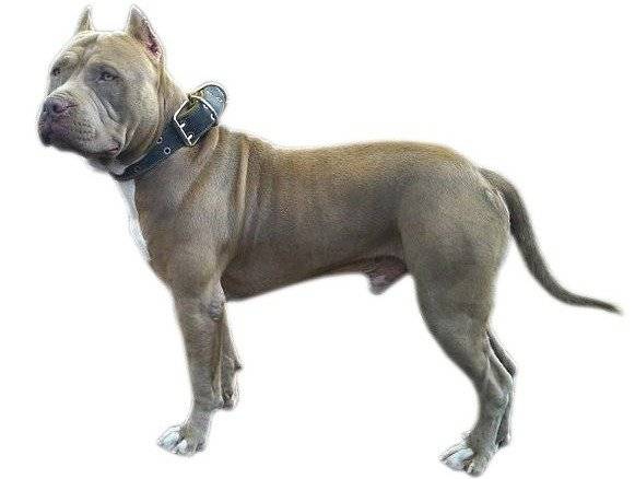 Un Pitbull bleu sur fond blanc