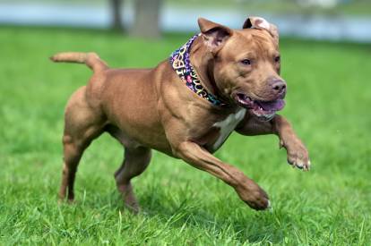 Un Pitbull court dans l'herbe