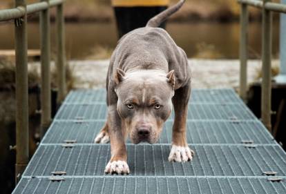Un Pitbull en position de chasse