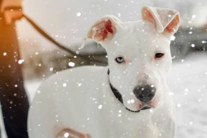 Un Pitbull blanc tenu en laisse alors qu'il neige