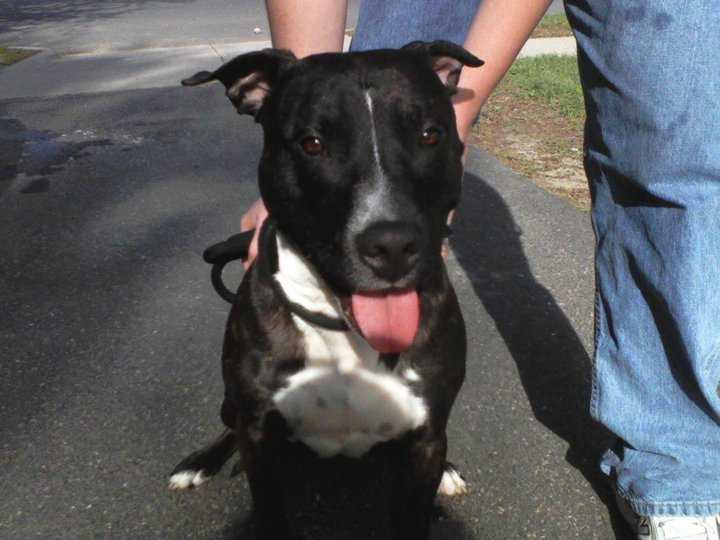 tyson - Pitbull Mâle (5 ans)