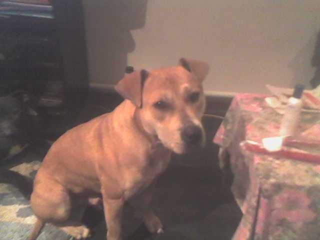 c est un pitbull et il s appelle jarode - Pitbull