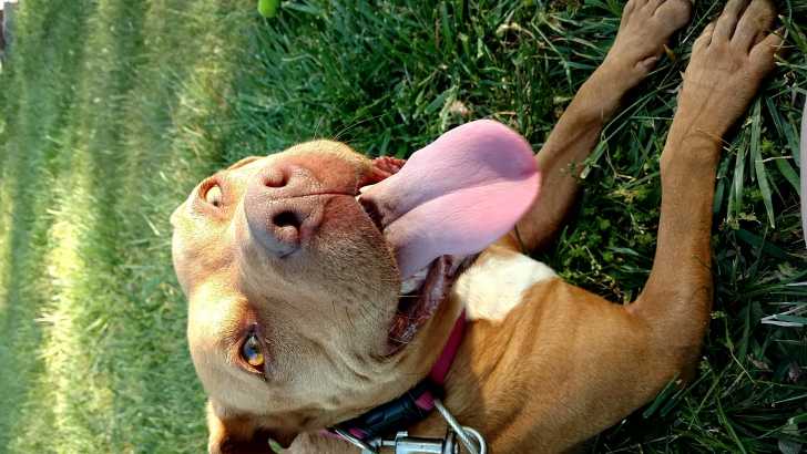 Delilah 2016 - Pitbull Femelle (4 ans)