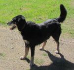 Photo New Zealand Sheepdog