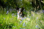 Photo New Zealand Sheepdog
