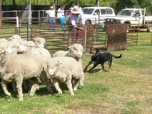 Photo New Zealand Sheepdog