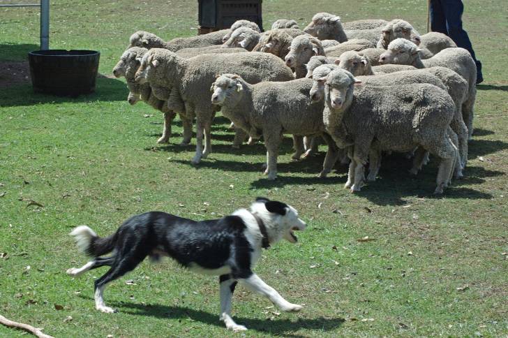 Photo New Zealand Sheepdog