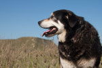 Photo New Zealand Sheepdog