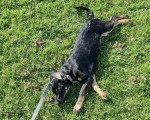Un New Zealand Sheepdog allongé sur une surface herbacée