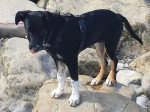 Un New Zealand Sheepdog sur un rocher se léchant les babines et portant un harnais 