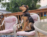 Un New Zealand Sheepdog assis sur une chaise et portant un collier autour du cou