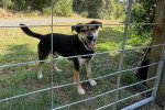 Un New Zealand Sheepdog sur une surface herbacée