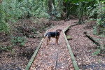 Un New Zealand Sheepdog sur un terrain jonchés de feuilles mortes