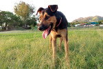 Un New Zealand Sheepdog sur un terrain herbeux