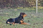 Un New Zealand Sheepdog allongé sur une surface herbacée 