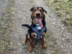 Un New Zealand Sheepdog assis sur un sentier tirant la langue et portant un harnais