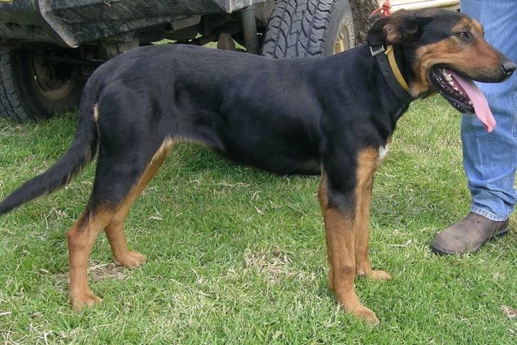 Photo New Zealand Sheepdog