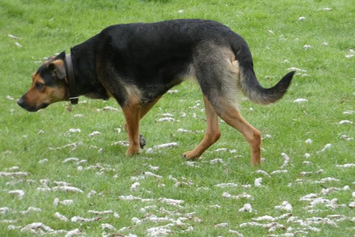 Photo New Zealand Sheepdog