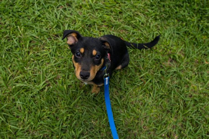 Photo New Zealand Sheepdog