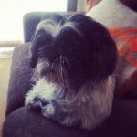 lliña - Srpski Odbrambeni Pas (S.O.P.) (5 ans)