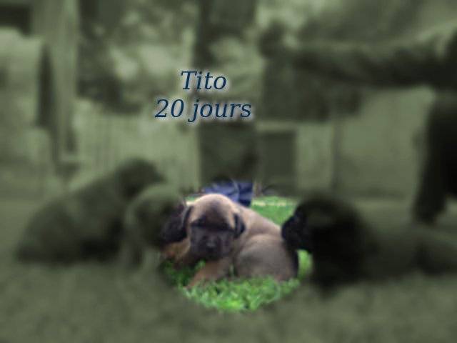 Tito - Srpski Odbrambeni Pas (S.O.P.) Mâle (1 mois)