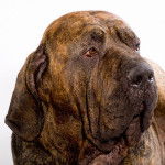 Fila Brasileiro - Fila Brasileiro