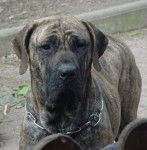 fila brasileiro - Fila Brasileiro