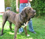 fila brasileiro - Fila Brasileiro