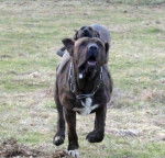fila brasileiro - Fila Brasileiro