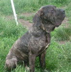 Fila Brasileiro- Boudha Of Fazenda dos amigos da vida - Fila Brasileiro