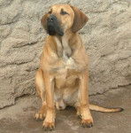 Fila brasileiro- Claudius - Fila Brasileiro