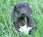 Fila brasileiro-Carabea - Fila Brasileiro