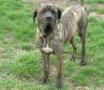 Fila brasileiro-Bandit - Fila Brasileiro