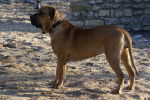 Photo Fila Brasileiro