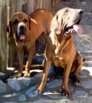 Photo Fila Brasileiro