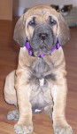 Photo Fila Brasileiro