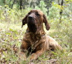 Photo Fila Brasileiro