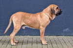 Photo Fila Brasileiro