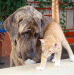 Photo Fila Brasileiro