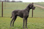 Photo Fila Brasileiro