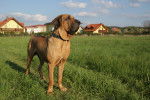 Photo Fila Brasileiro