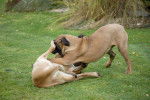 Photo Fila Brasileiro