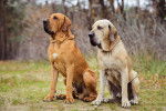 Photo Fila Brasileiro