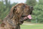 Photo Fila Brasileiro
