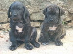 Fila brasileiro-Brugga et Bandit - Fila Brasileiro